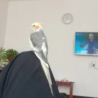 عروس هلندی گمشده|حیوانات|کرمانشاه, |دیوار