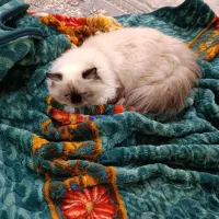 گربه هیمالین|گربه|سراوان, |دیوار