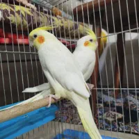 عروس هلندی|پرنده|کرمان, |دیوار