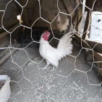 مرغ و خروس|حیوانات مزرعه|گیان, |دیوار