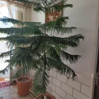 دو عددکاج مطبق بالغ ۲ متری مناسب دکور و فضای داخلی|گل و گیاه طبیعی|اردکان, |دیوار