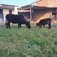 گاو گوساله دار محلی|حیوانات مزرعه|سیمین شهر, |دیوار