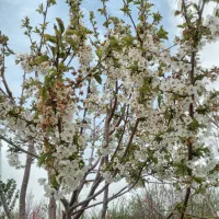 باغ در شربیان