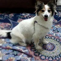 پامر اشپیتز|سگ|رباط‌کریم, نصیرشهر|دیوار