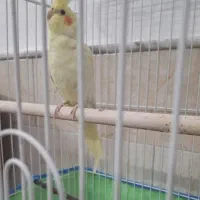 عروس هلندی سالم