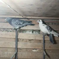 کبوتر شهرستانی