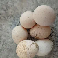 تخم بوقلمون نطفه دار