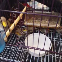 سهره نر|پرنده|بیرجند, |دیوار