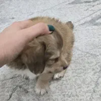 سگ مینیاتوری اپارتمانی نژاد شیتزو قیمت ۵ تومن