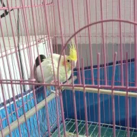 یک جفت عروس هلندی مولد و دو عدد جوجه 6ماهه|پرنده|فلاورجان, |دیوار