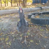 تخم مرغ نطفه دار گلین ریش چهلتاج منگوای طوسی ودودی|حیوانات مزرعه|زنجان, |دیوار