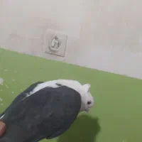 کبوتر دوکت سیاه ماده|پرنده|چرام, |دیوار