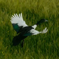 غاز گمشده