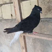 ماده دم سفید
