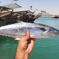 ماهی و میگوی جنوب و محصولات دریایی بوشهر