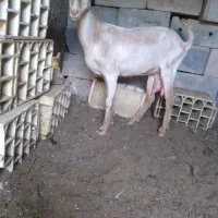بز شیرا