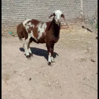 بره قوچی پلنگی