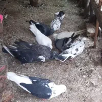 کبوتر فروشی