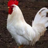 یک عدد خروس ۷ ماهه