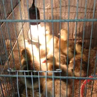 جوجه غاز درجه ۱