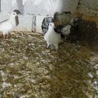 کفتر بوم