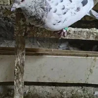 نر سرور دورگ