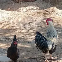 مرغ و خروس عربی اصل اصل تخم گذار|حیوانات مزرعه|باوی, |دیوار