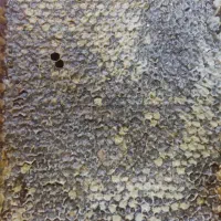 عسل طبیعی