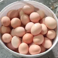 تخم مرغ محلی روزانه