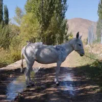 فروش الاغ