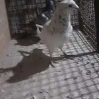 نروماده هوای وجفتگاه