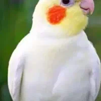 عروس هلندی
