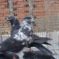 کبوتر چادری و تهرانی گرگی هما قاره یجا|پرنده|بومهن, |دیوار