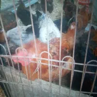 خروس محلی|حیوانات مزرعه|کلارآباد, |دیوار