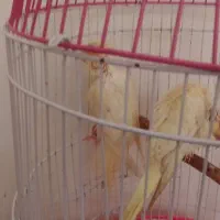 عروس هلندی لوتینو