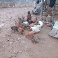 تیله بومی حراج حراج