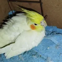 عروس هلندی زرد ماده