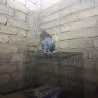 کبوتر کاشانی