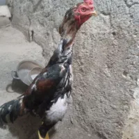 لاری اصل