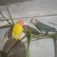 یه جفت طوطی برزیلی