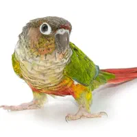 گرنجینک شیطون