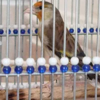سهره قناری جوجه ۸ماهه