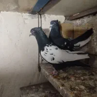 کبوتر رنگی|پرنده|الوند, |دیوار