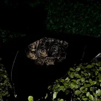 دسته گل روبانی