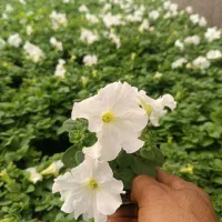 تولید گلهای باغچه ای وفضای سبز شرکت های وویلا|گل و گیاه طبیعی|لامرد, |دیوار