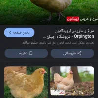 دو عدد مرغ محلی تخم گذار