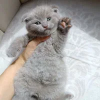 بچه گربه اسکاتیش دبل فولد رنگ لیلاک توله با اصالت