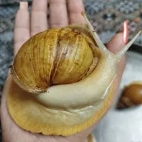 حلزون کلاژن ساز سایز ریز تا درشت