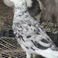 کبوتر کوهی همدانی