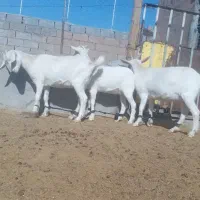 بزسانن بزغاله|حیوانات مزرعه|خواف, |دیوار